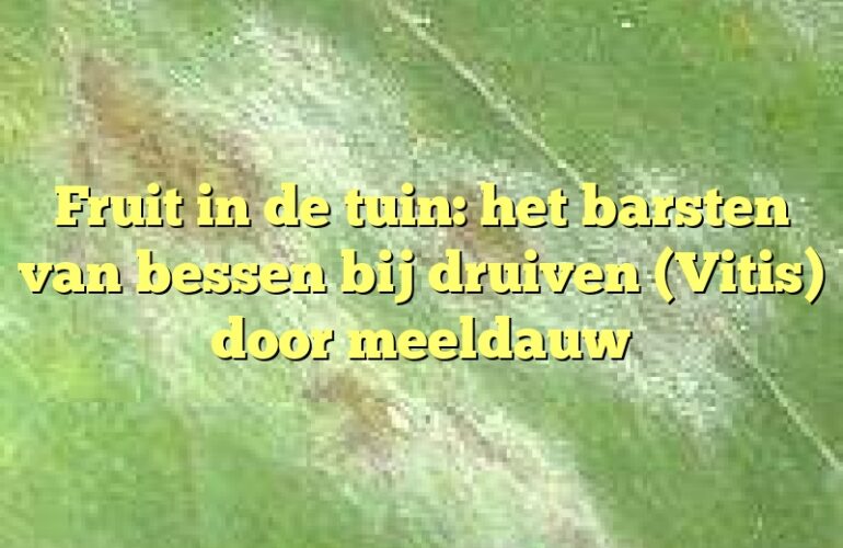 Fruit in de tuin: het barsten van bessen bij druiven (Vitis) door meeldauw